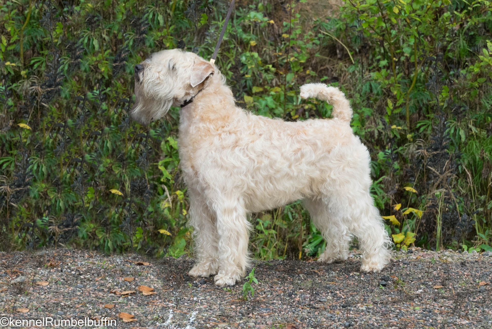 Rumbelbuffin Obladi Oblada